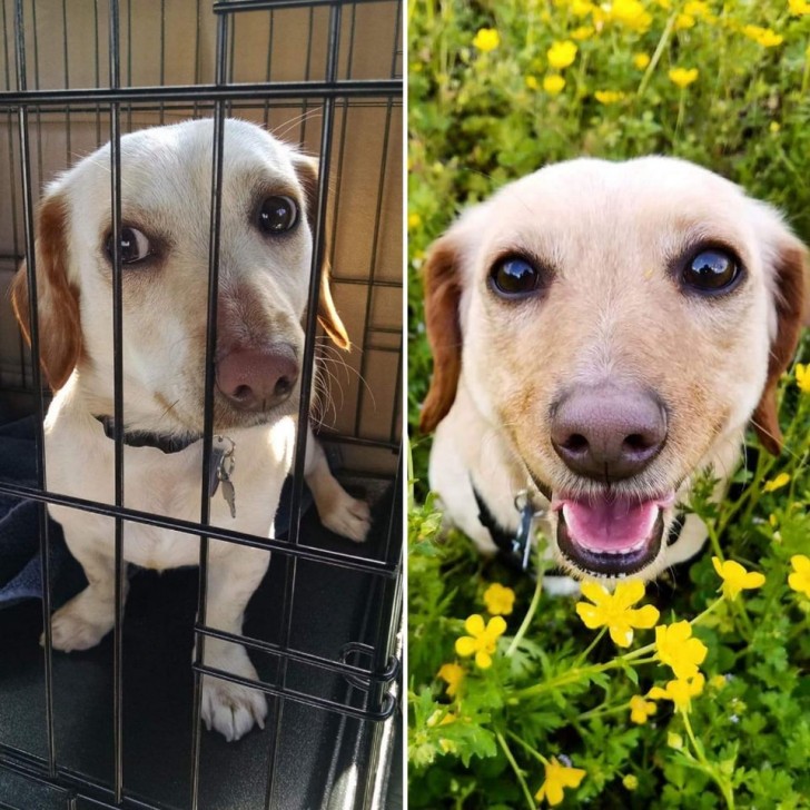 Era imposible resistirse a esos grandes ojos: ¡al final, he decidido adoptarlo!