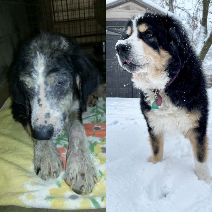 Before, he was a sad and lonely dog: it's been 6 years, and he's a full-fledged member of the family now!