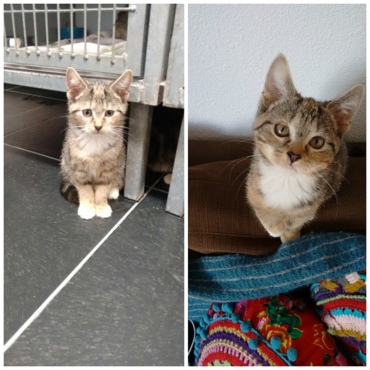 Before and after adoption: see how this cute kitten's expression is now much happier!