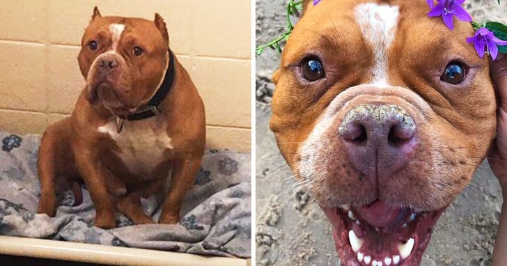 Un pit-bull adopté qui a maintenant l'air d'un chien beaucoup plus heureux !