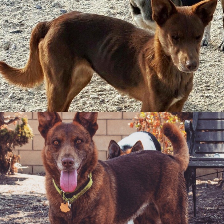 Je l'ai adopté, apprivoisé, il a pris du poids, est devenu plus docile et maintenant il est mon meilleur ami !