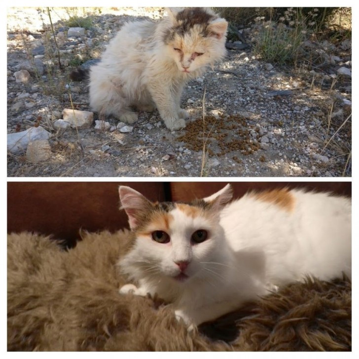 ¡De gata encontrada en un contenedor de basura, a princesa felina malcriada!