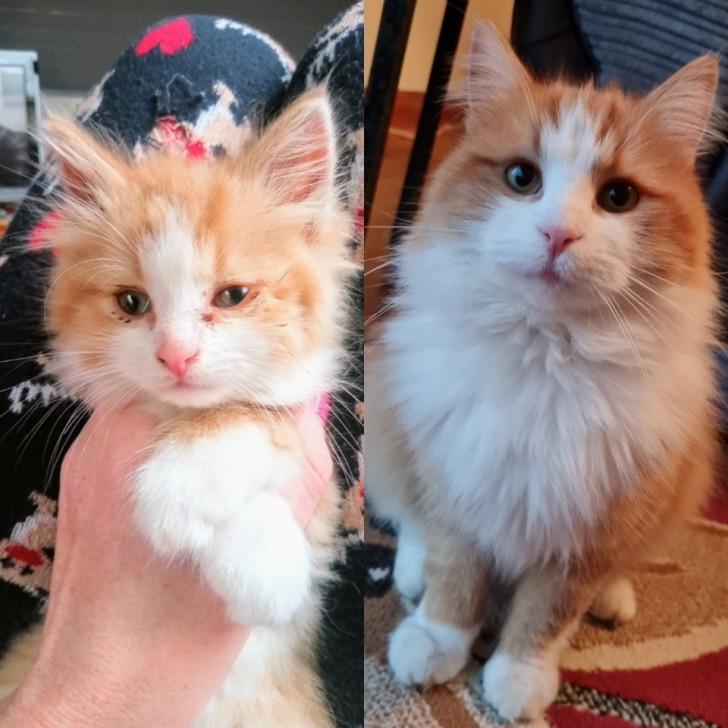 ¡Lo encontré así y luego de 18 meses es un gato muy peludo e irresistible!