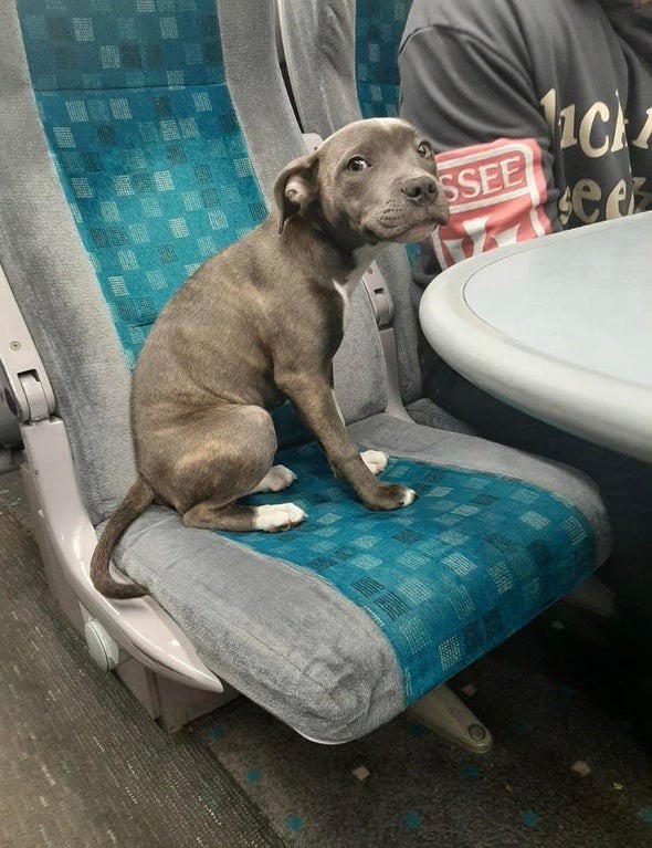 1. È il suo primo viaggio in treno.