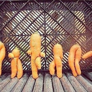 15. Une belle "bande" de carottes, chacune avec sa propre pose !