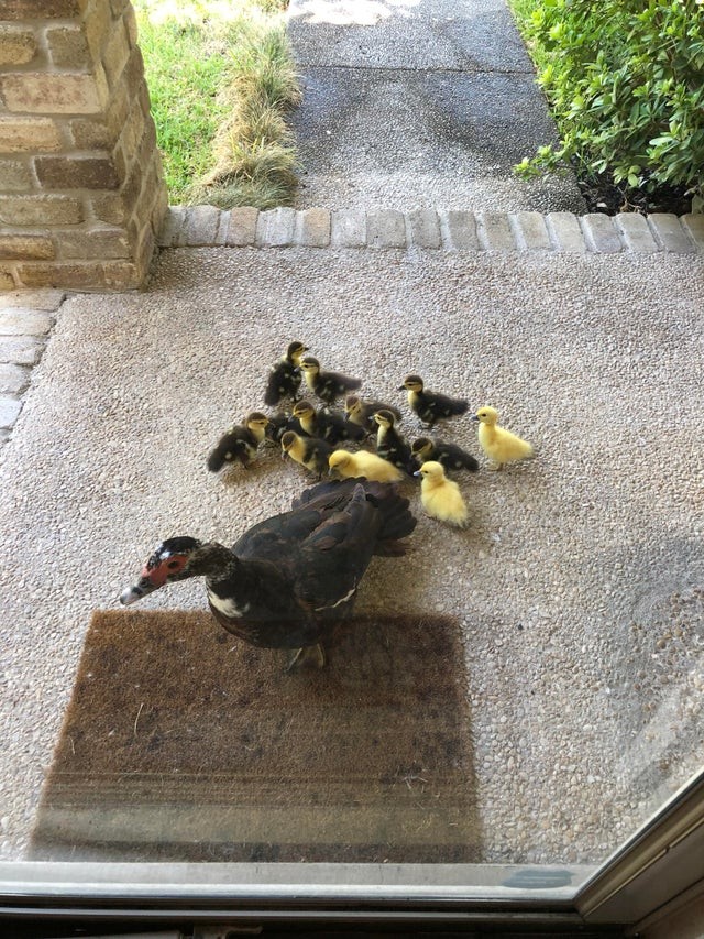 ¡El asombro absoluto de encontrarse frente a la puerta de la casa a mamá pato y a sus cachorros!