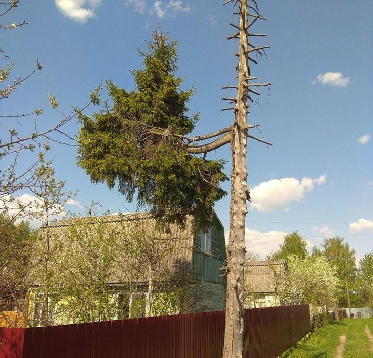 L'incredibile resilienza di questo albero a vivere: nonostante sia stato sfrondato di recente, non cesserà mai di perdurare!