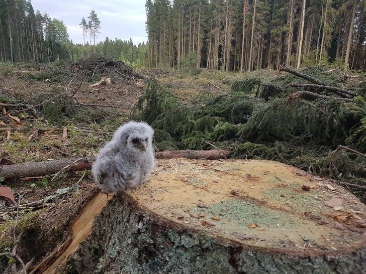 Die Traurigkeit in den Augen dieses wilden Tieres: Wegen der Abholzung hat es sein Zuhause verloren....