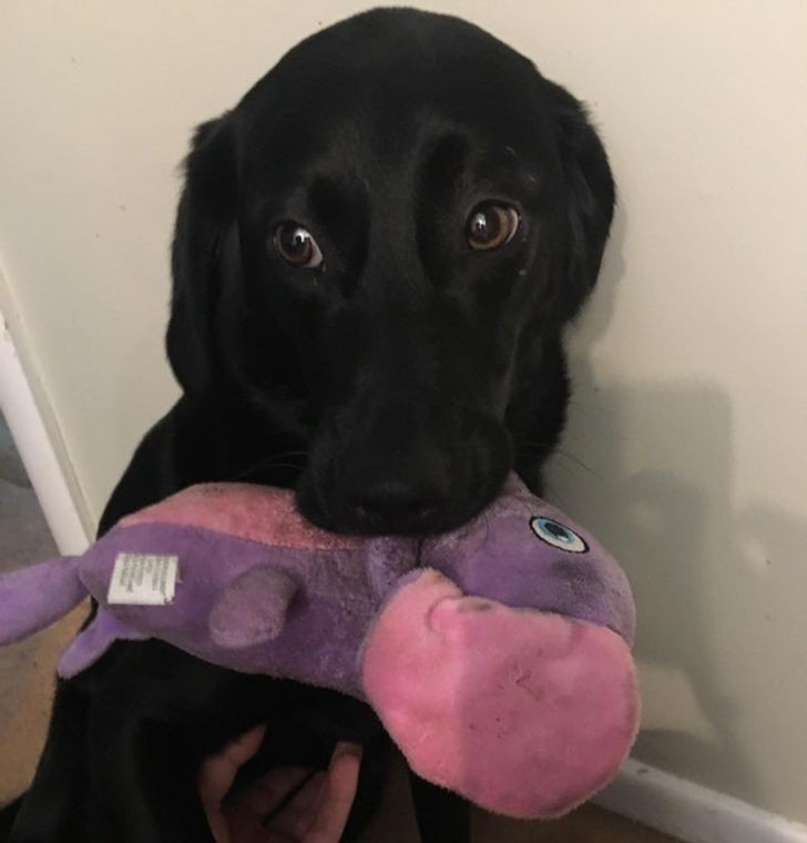 Whenever there is a storm outside the house, my dog grabs his favorite soft toy and holds it close to him for comfort ...