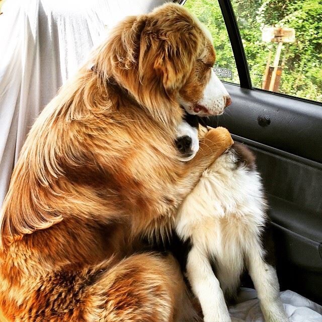 12. Eles acham que precisam ir ao veterinário.