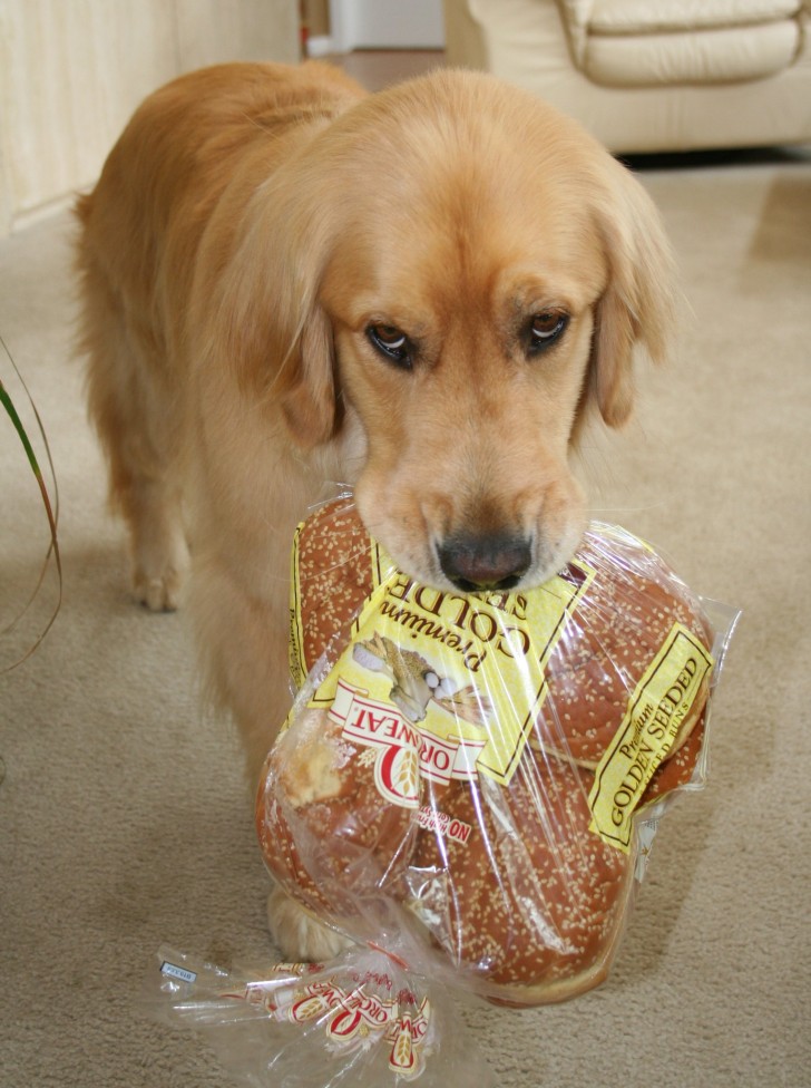 16. Il cane prende sempre il cibo dalla dispensa e lo porta ai padroni, con questa faccia.