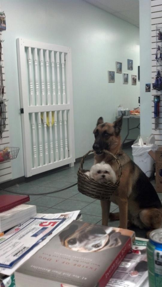 4. In a grooming shop.