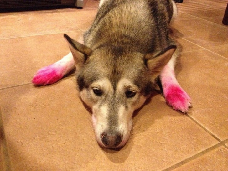 8. Why does she have pink paws?