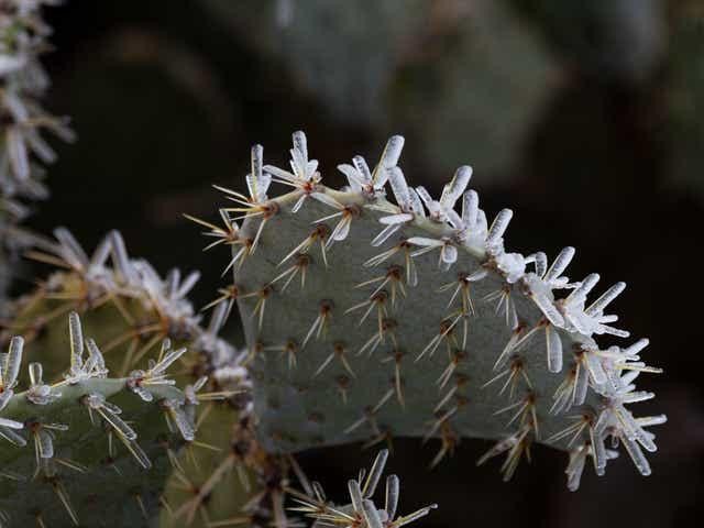16. Un cactus fascinant recouvert de glace !