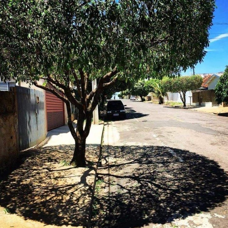 When the shadow of this great tree couldn't be more perfect!