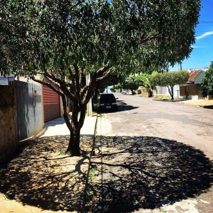 ¡Cuando la sombra que destaca este gran árbol no podía ser más perfecto que esto!