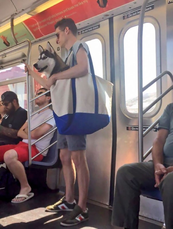 Dogs are not allowed in the New York subway, unless they are inside a pet carrier - problem solved!