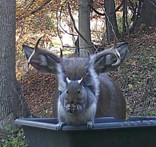 15. Um animal assustador? Olhando melhor você vai ver que é um bichinho fofinho...