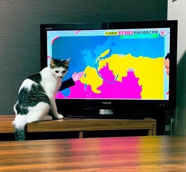 17. "Here is the cat demonstrating the weather map ..."