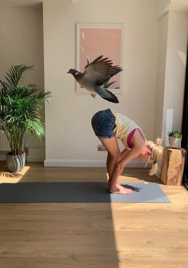 "An intrusive pigeon entered the house while my sister was doing yoga .."