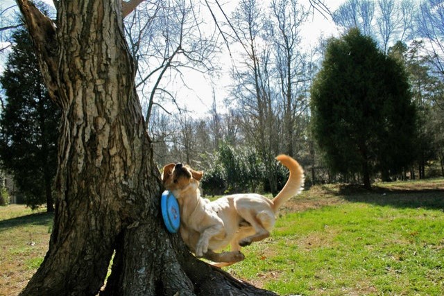 3. Il a tout fait pour attraper ce frisbee...