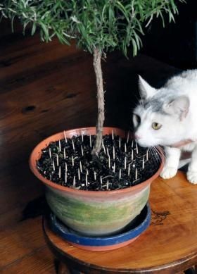 Om te voorkomen dat de kat de planten vernietigt