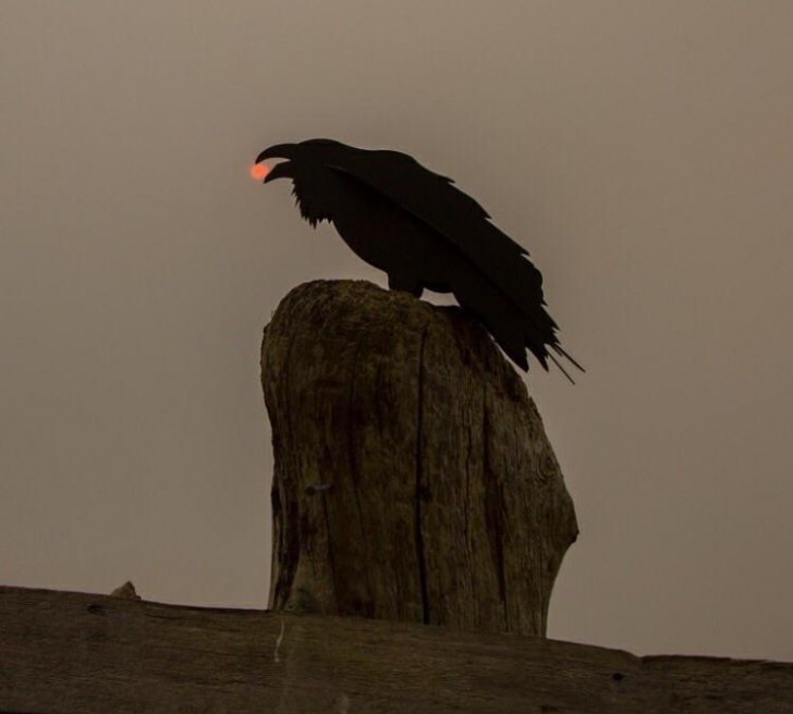 Un corbeau qui a tellement faim qu'il mangerait même... une planète !