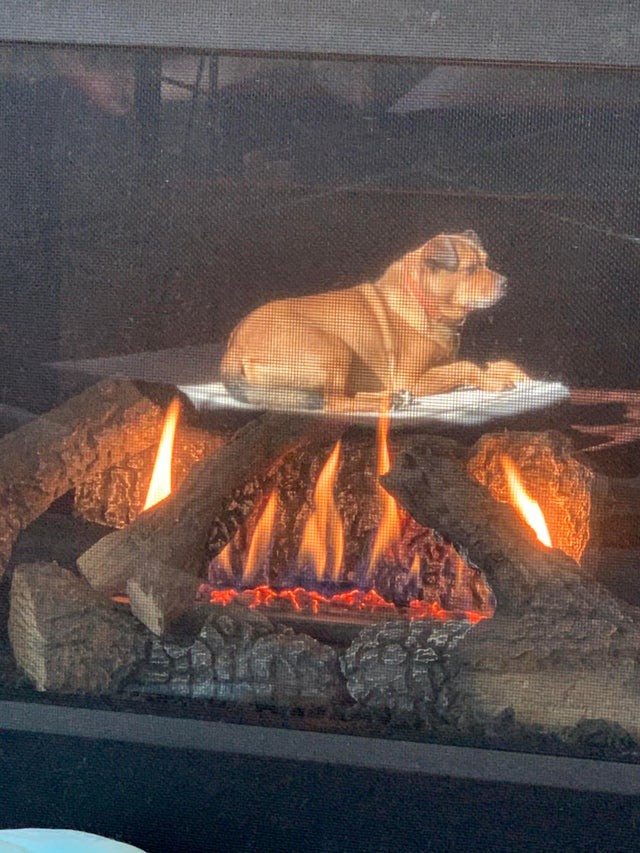 Eine Glasscheibe kann wirklich alles ändern: Es sieht so aus, als würde mein Hund über dem Feuer braten ... der Arme!