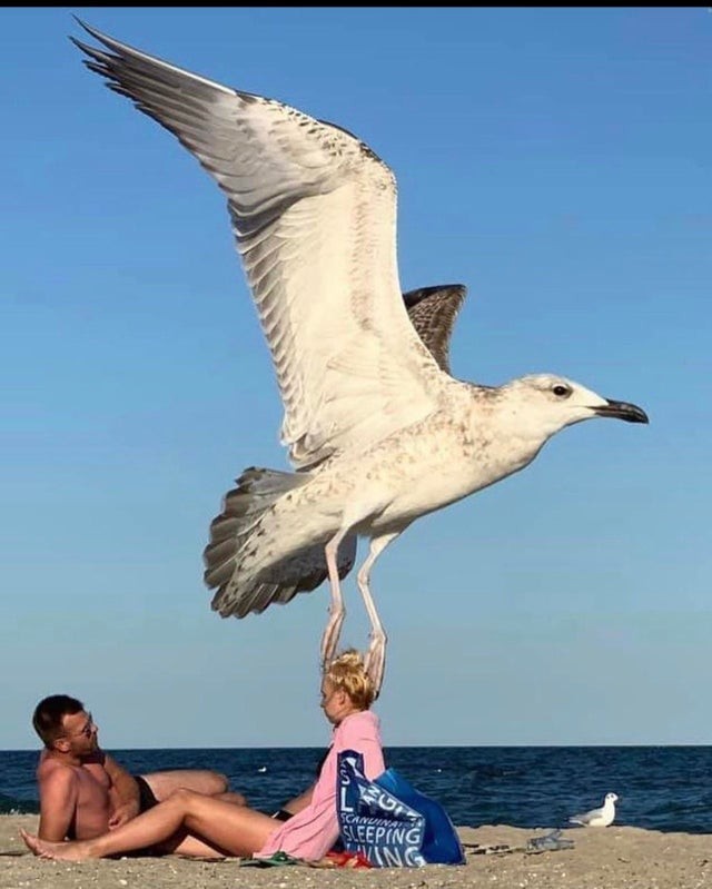It seems that this seagull has chosen its perfect prey: or is it all a trick of ... perspective?