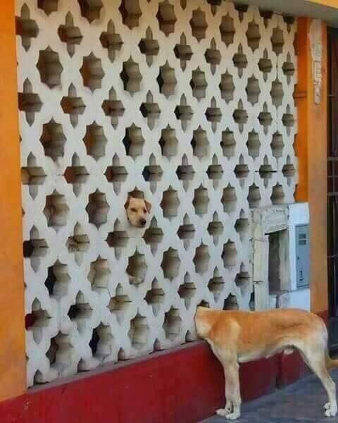 Un cane...prestigiatore!