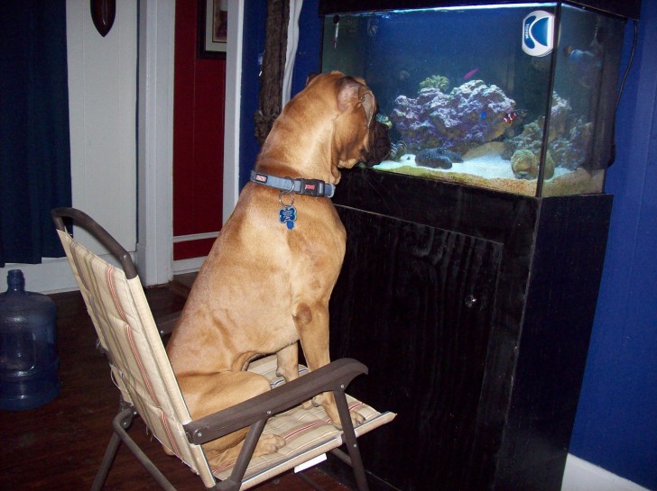 11. Hij kijkt naar de visjes.