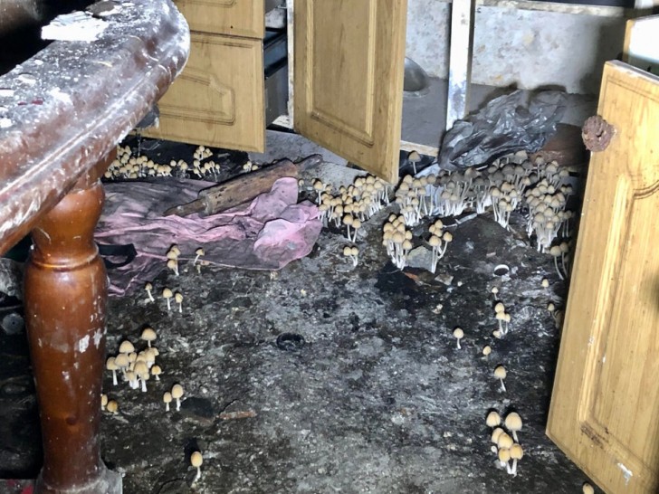 Paddestoelen schieten overal uit de grond in een griezelig verlaten huis