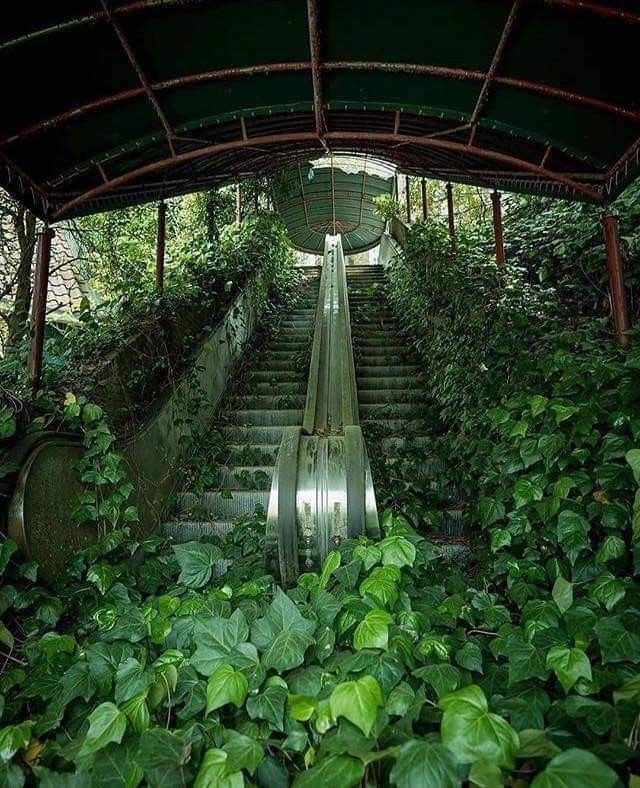 Escalator reconquis par la végétation !