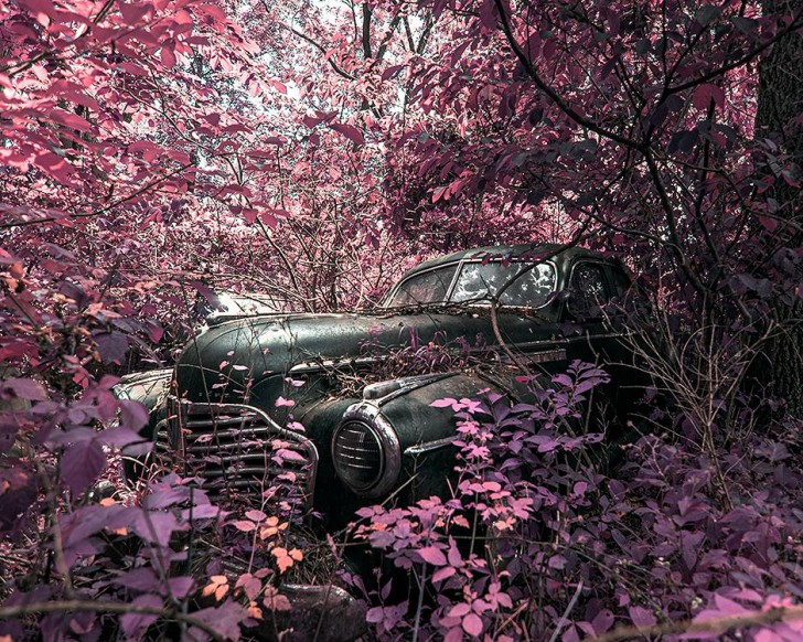 Did someone abandon this car in the vegetation, or did the vegetation arrive afterwards to cover the car?
