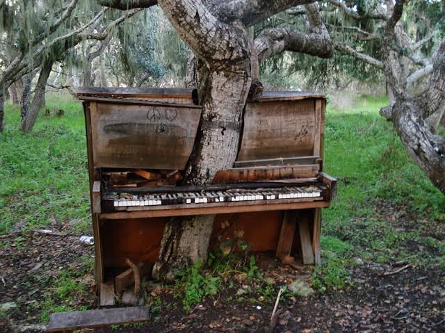 An abandoned piano in the woods that a gentle tree seems to have ... adopted!
