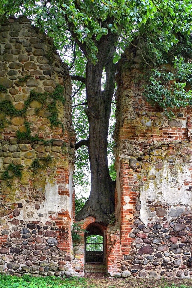 Un albero che sembra fare da guardiano all'entrata del castello di Putzar in Germania
