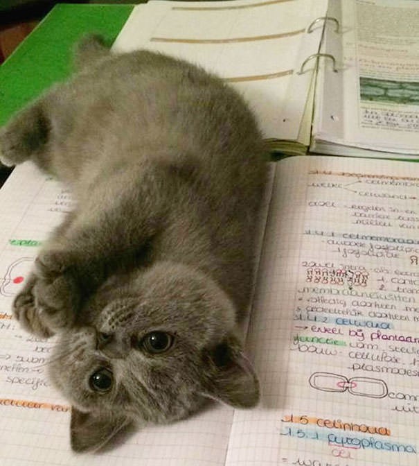 1. "Cosa scriverò sul foglio dell'esame? Quanto è bello il mio gatto?!"