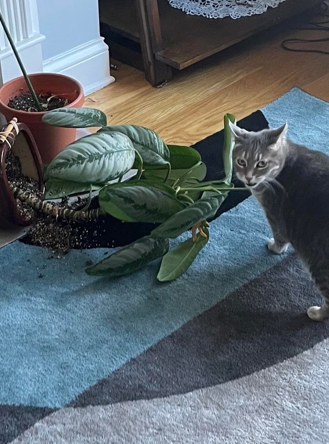 7. "Je ne te laisserai pas avoir d'autres plantes, humain !"