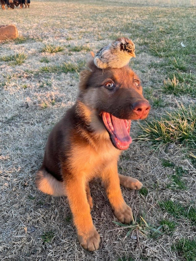 A moment of sweetness; a little bird lands on the nape of this big dog: how beautiful they are together!