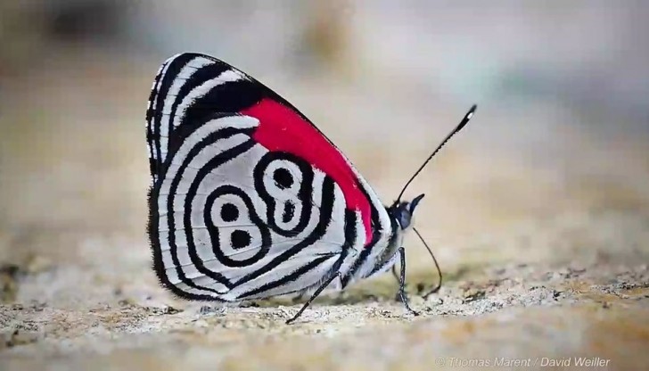 12. Un nombre sur l'aile du papillon.