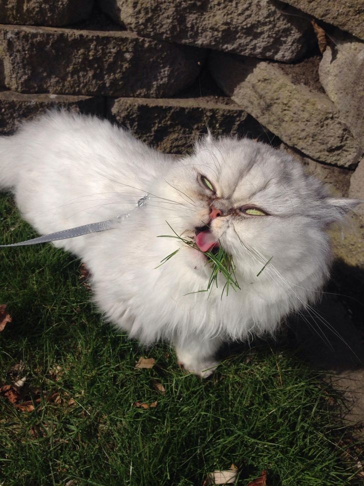 1. Le soleil aveuglant, la laisse, l'herbe... C'est la cata aujourd'hui !