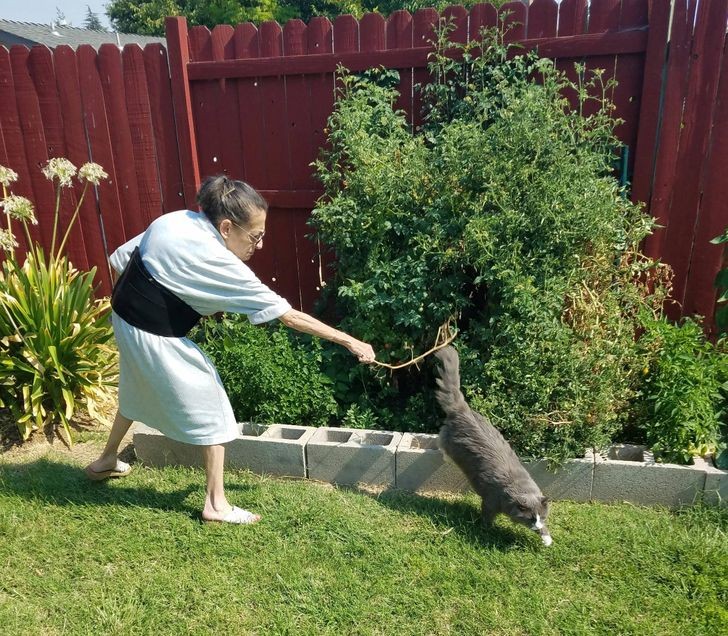 Foto prácticamente perfecta: ¡mi madre que busca de echar el gato de sus plantas de tomates!
