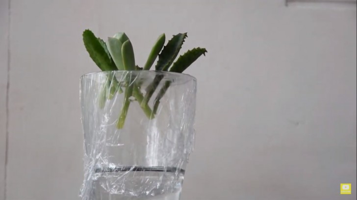 Propagare le succulente con un bicchiere di acqua