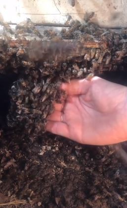 Texas Beeworks/Youtube