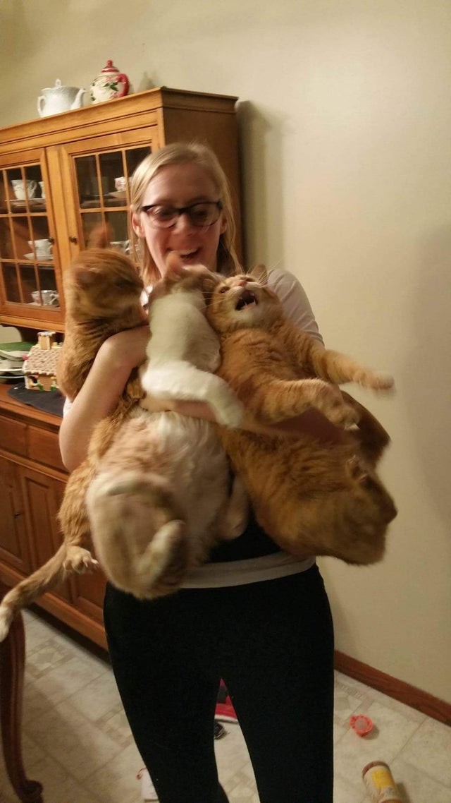 Non uno, ma ben tre gatti che odiano essere presi in braccio!