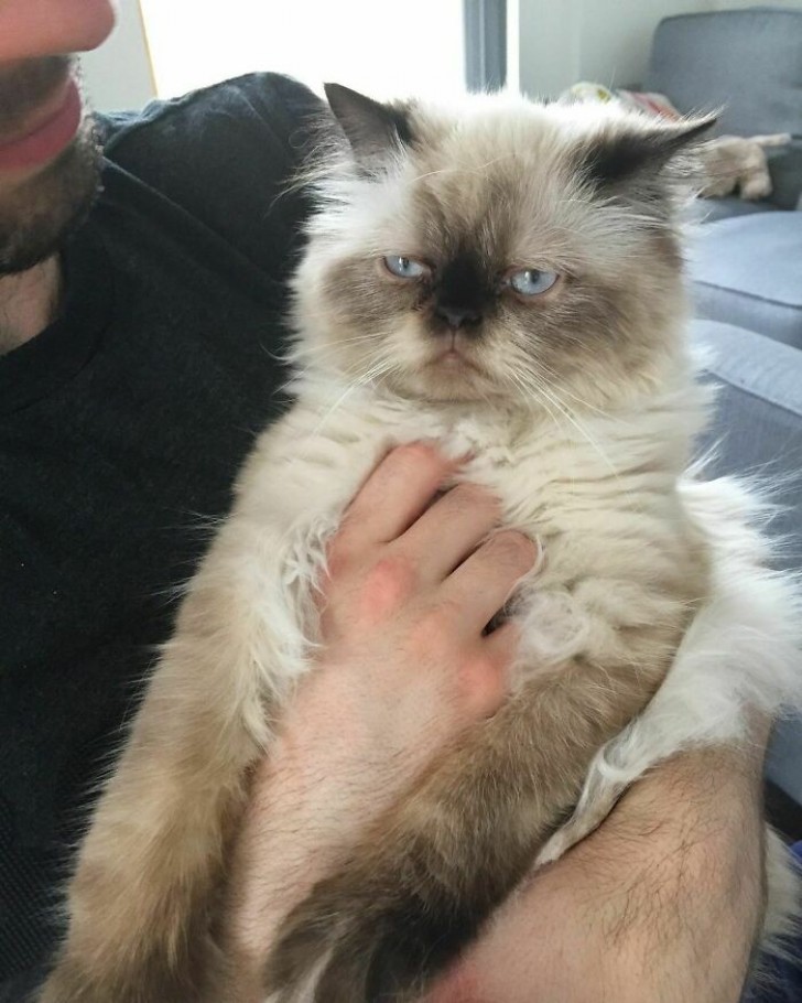 "Stop cuddling me, human: it's not fun!"