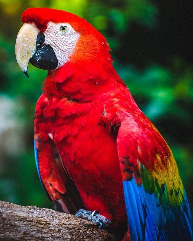 14. Ein majestätischer Papagei.