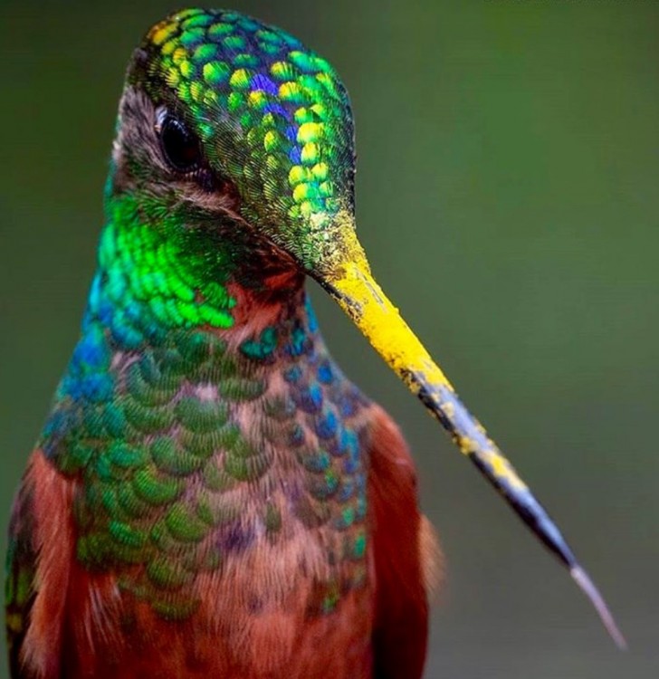 4. Un oiseau tout coloré.