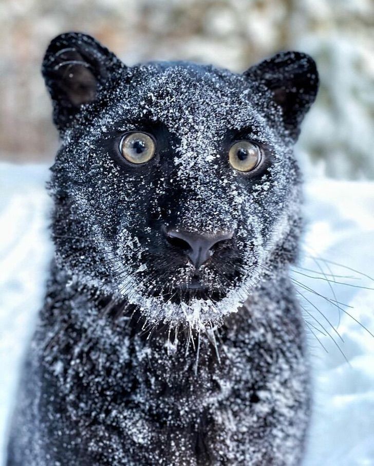 Ein von seiner Mutter ausgesetzter Panther wird von einer Frau und