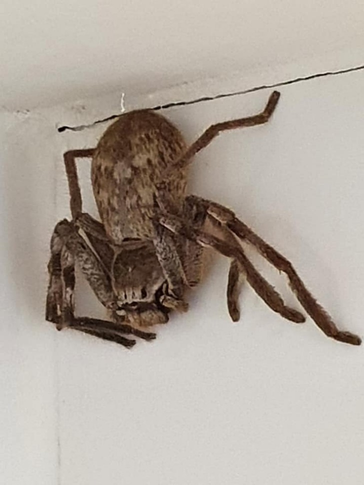 Australian Spider Identification Page/Facebook